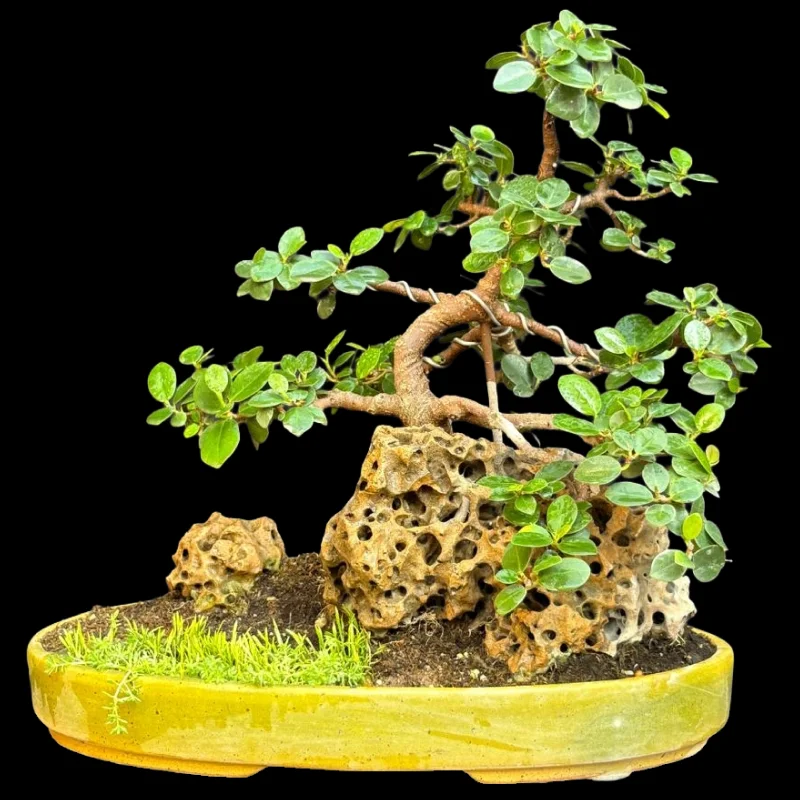 FICUS LONG ICELAND